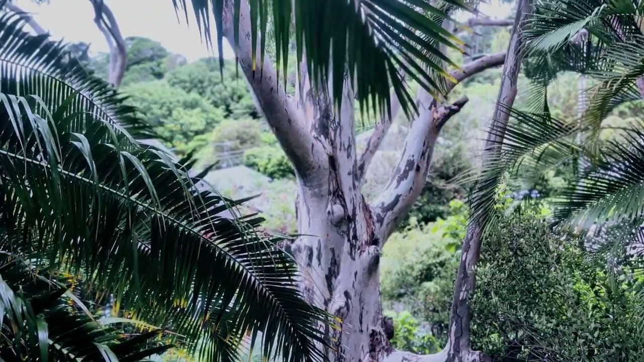 [30 min] Relaxing Australian Garden Ambience before Sunset / サンシャインコーストの静かな夕暮れ
