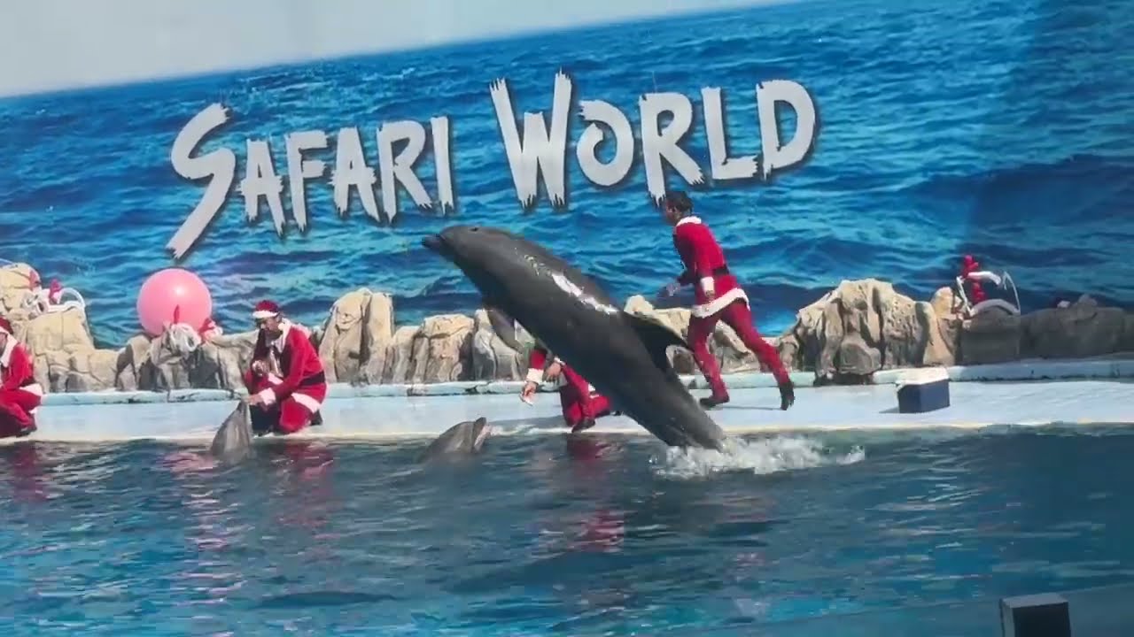 Dolphin Show Bangkok