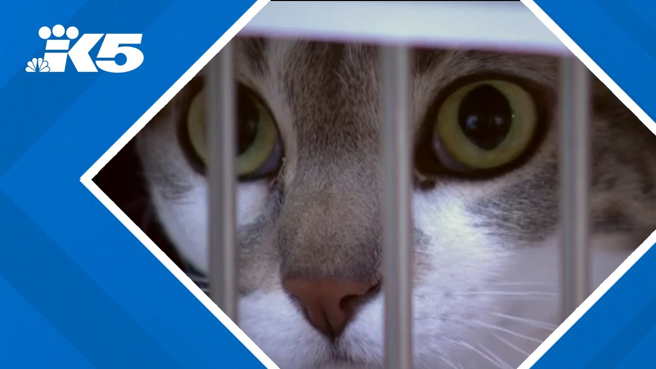 Humane Society for Tacoma & Pierce County offers 'name your price' promotion amid overcrowding at sh