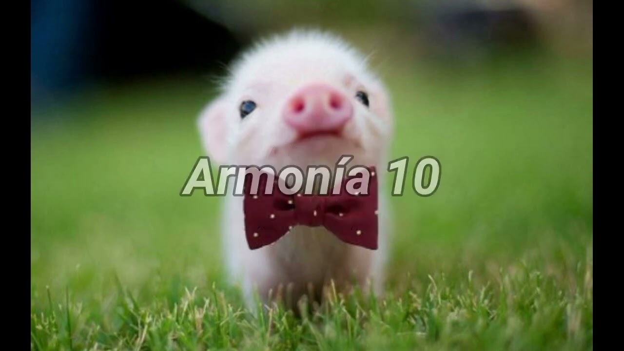 El Chancho De Mi Vecina - Armonía 10 _ Karaoke mmm
