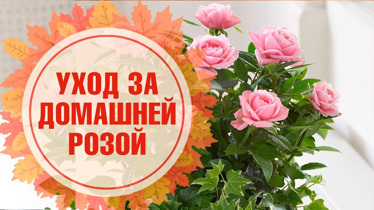 Комнатная роза 🌺 Правила выращивания в домашних условиях