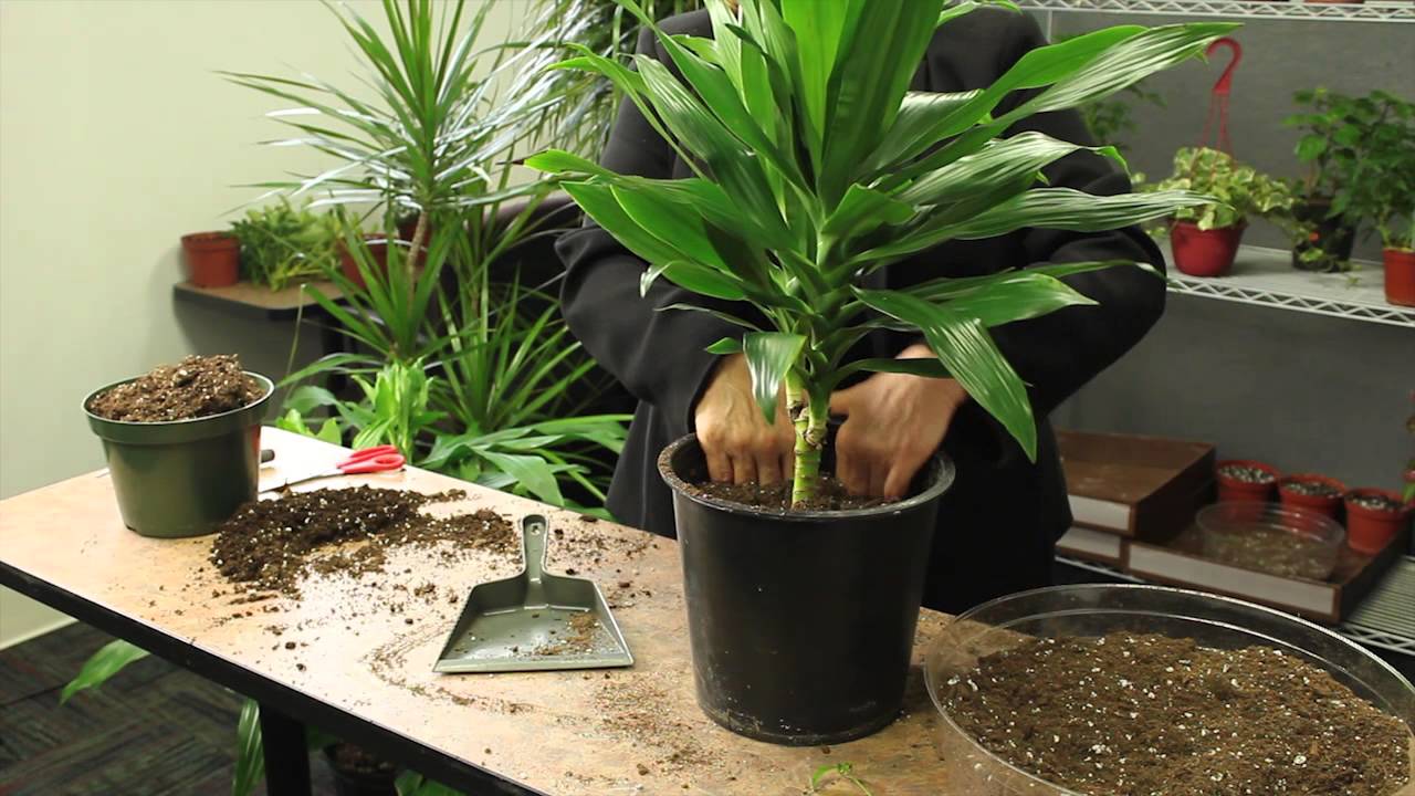 How to Plant Dracaena : Gardening & Plant Care