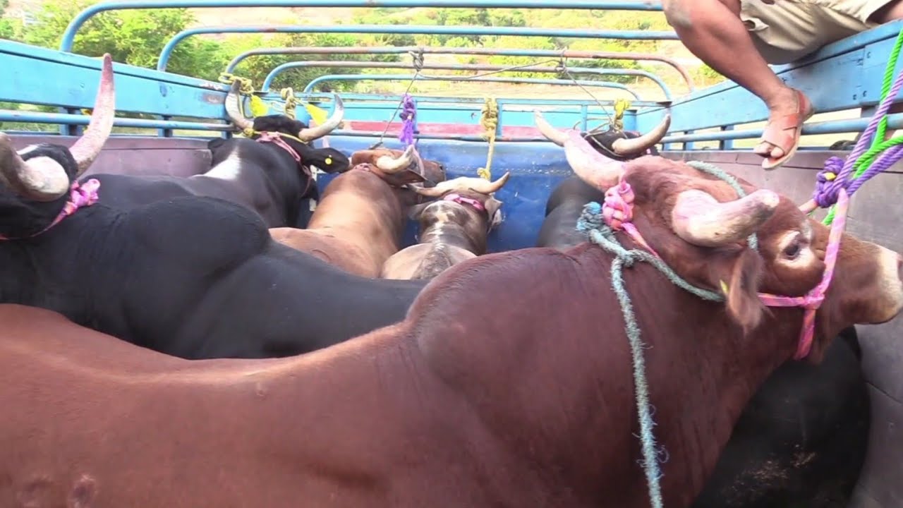 ESTRENANDO TOROS RANCHO CERRO DEL PARAÍSO FERIA KM 21 PORRACERA DE JINETES 