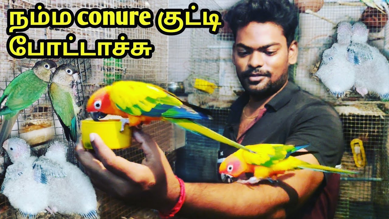 Conure chicks | Small conure breeding tips in tamil | Sun conure update | Conure chicks