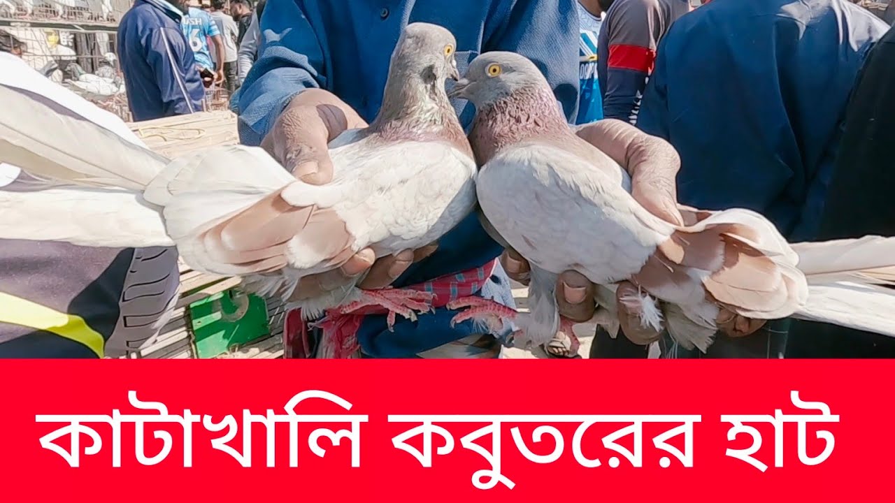 কাটাখালি কবুতরের হাট | ১৪ ফেব্রুয়ারি | One of the Biggest Pigeon Market in Rajshahi, Bangladesh ||