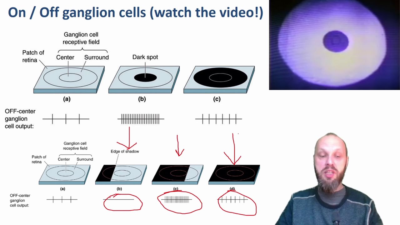 Intro Neuro 073 Vision 3 - Retinal Processing