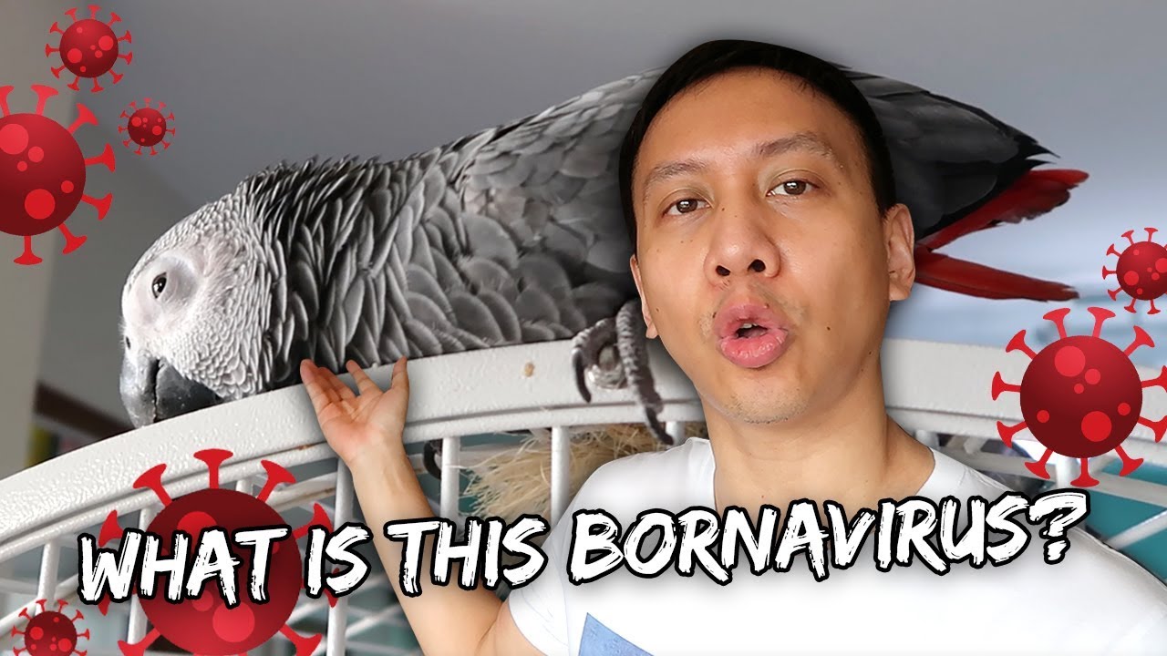 My Bird Might Have BORNAVIRUS (I Hope She Doesn't)  | Vlog 