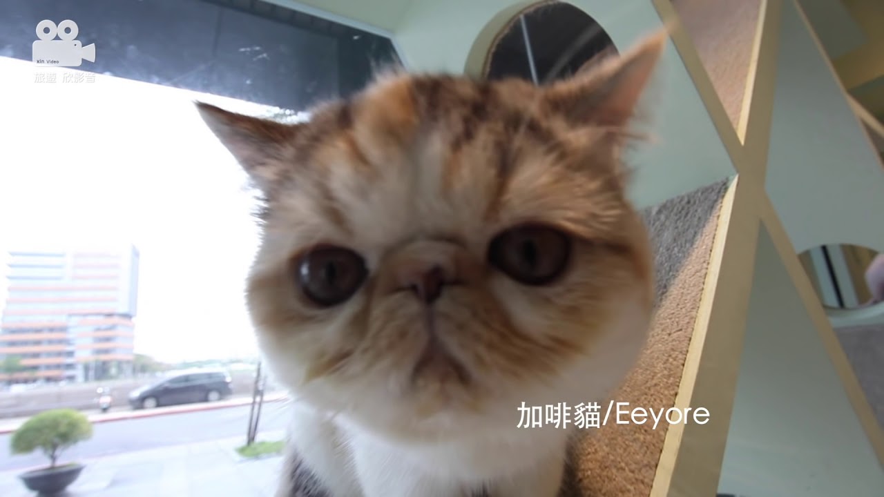 鏟屎官體驗咖啡廳 FUFUCatCafe