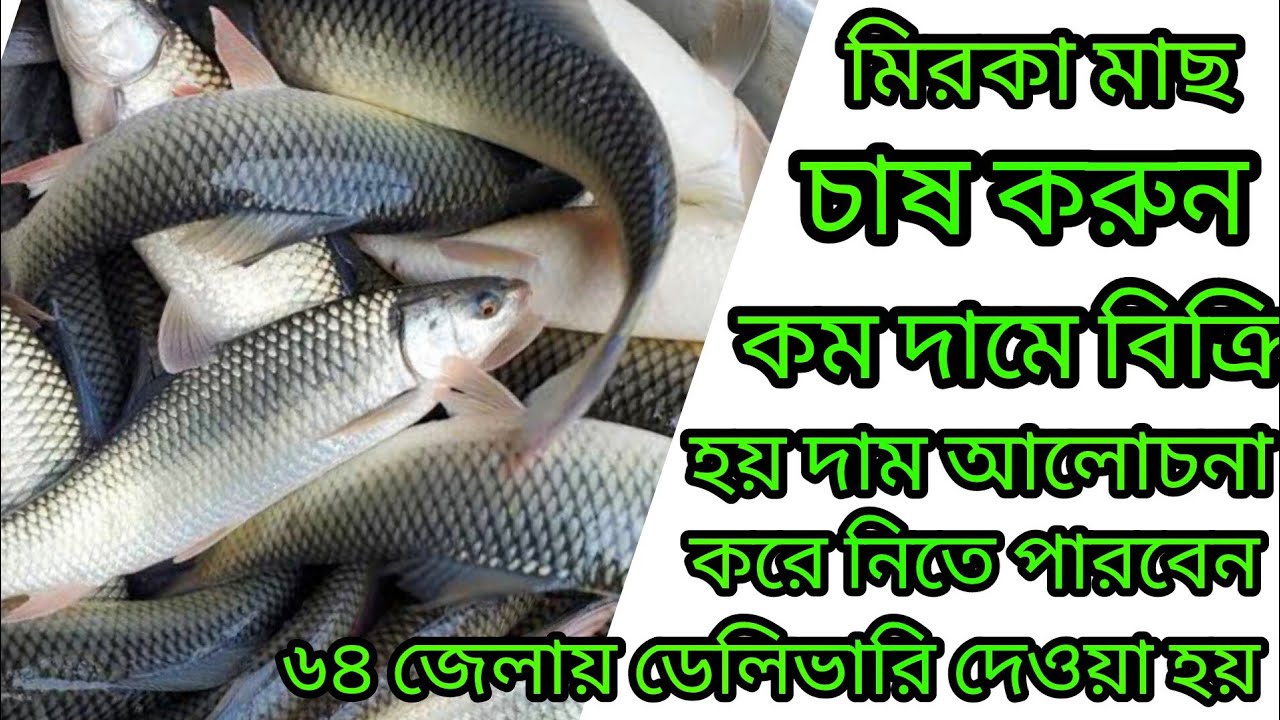 মিরকা মাছ চাষ করুন এবং  কিনুন ✆ মোবাইল 01771793800- WhatsApp 