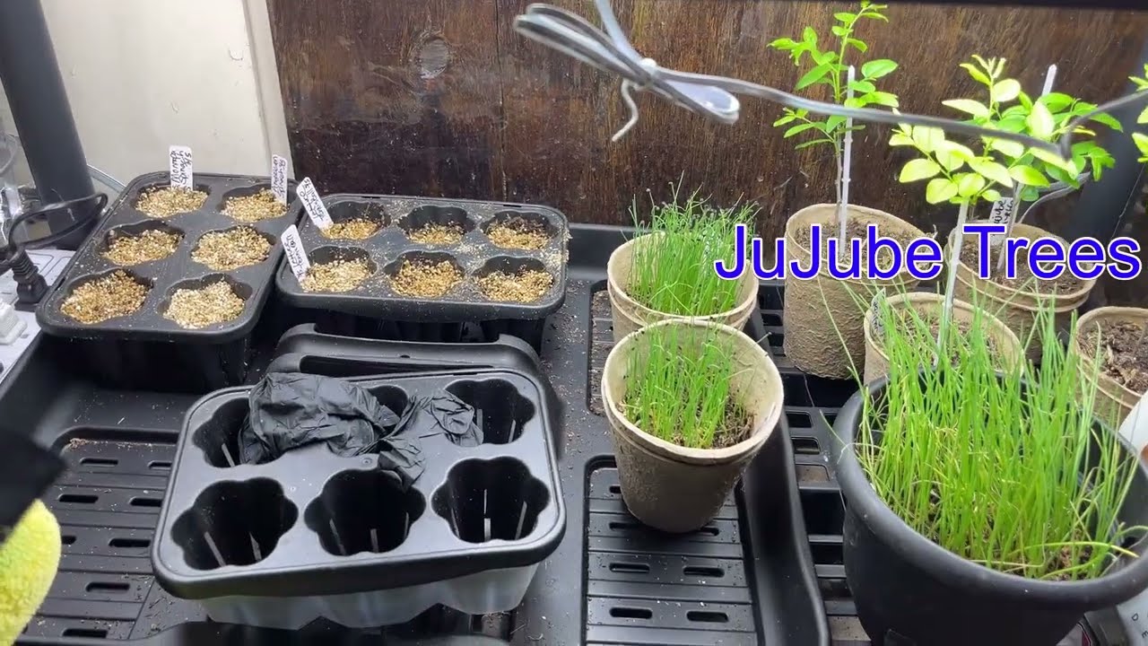 Turning My Shelf Into a Greenhouse (Started Seeds)
