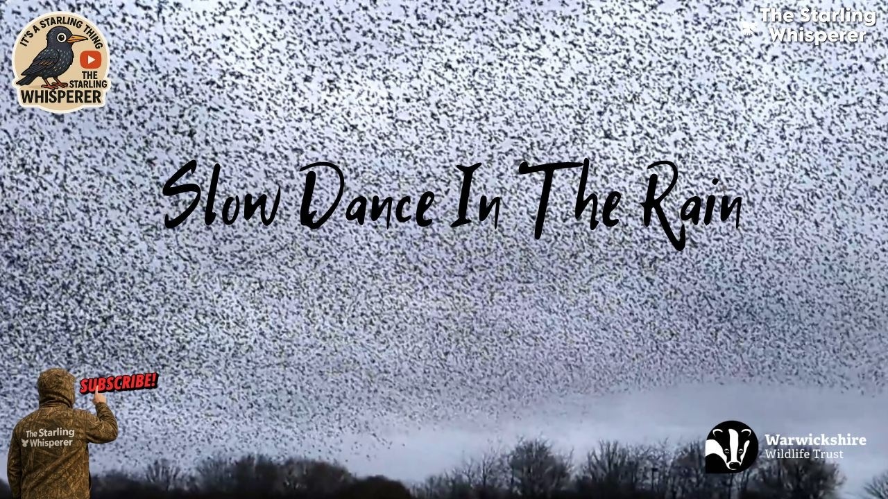 Slow Dance In The Rain  Starling Murmurations Of Years Past. #starling #murmuration