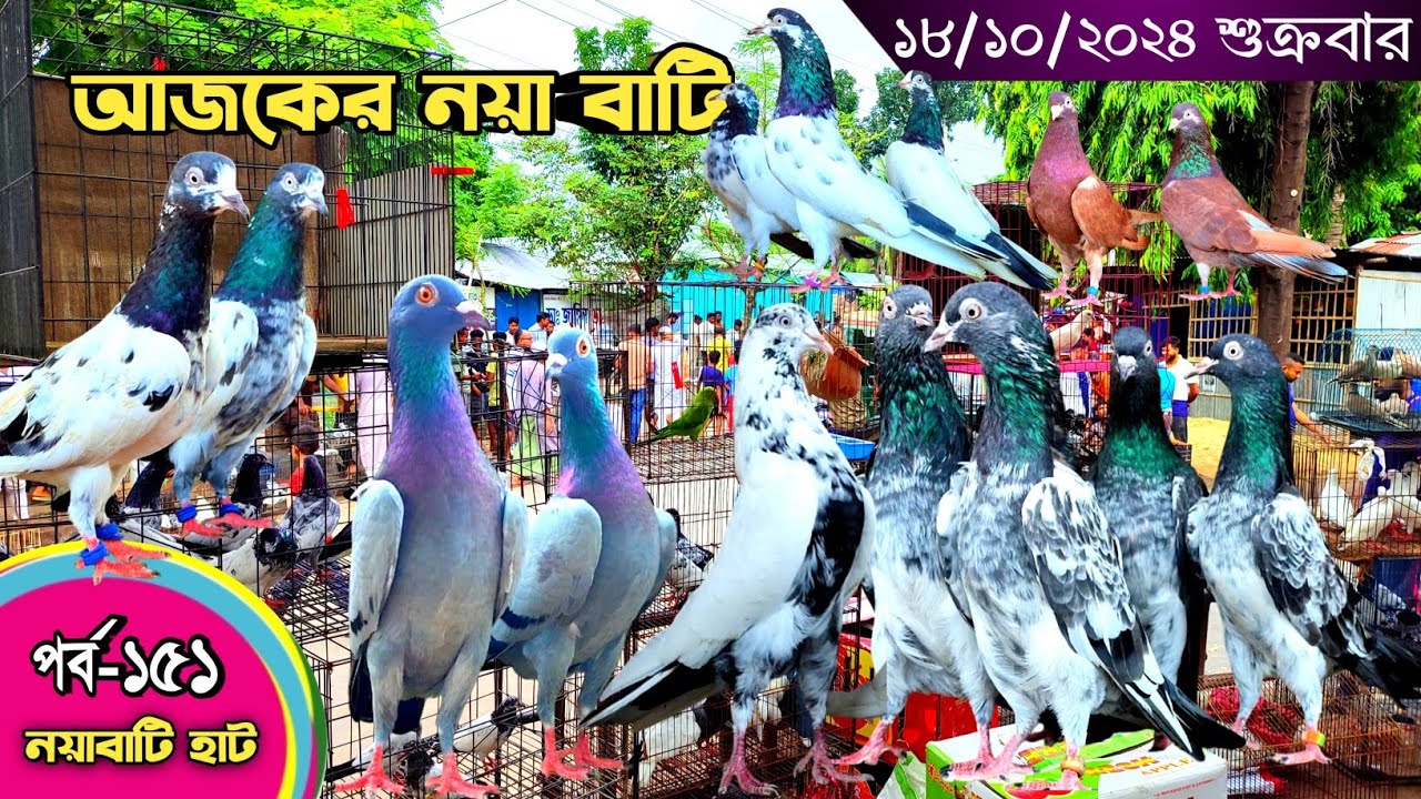 সবথেকে বড় কবুতরের হাট পর্ব-১৫১ Largest pigeon market in Khulna খালিশপুর, নয়াবাটি, চিত্রালী, খুলনা
