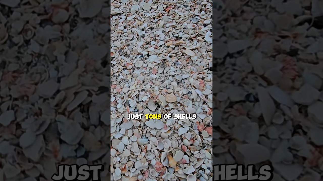 Huge Shell Pile 👀 #shorts #seashells