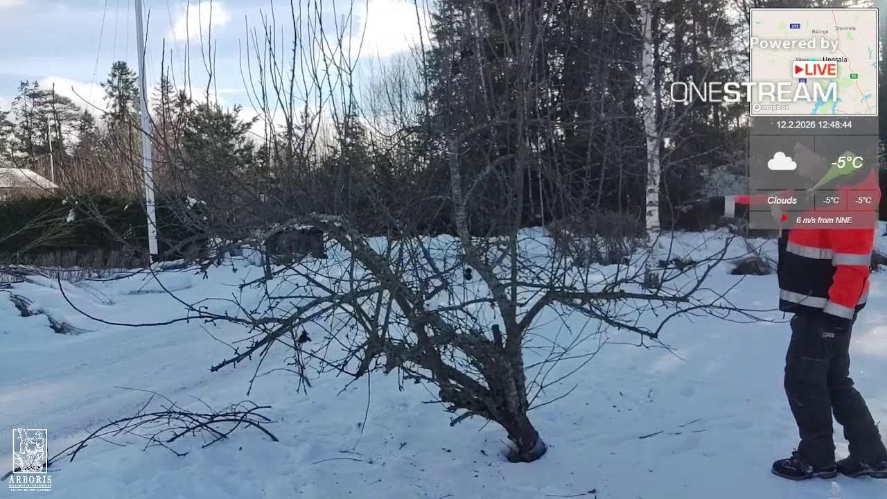 Fruit tree pruning stream
