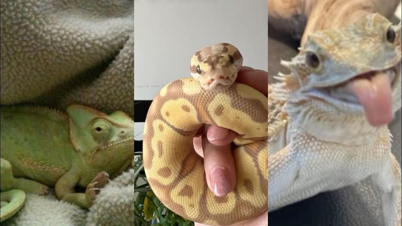 REPTILE SIDE OF TIKTOKKK🐍🦎#lizards #snakes #reptiles