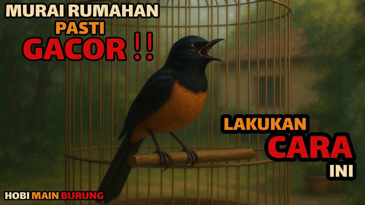 Murai Batu Rumahan Biar Gacor? ini Kunci Biar Rajin Bunyi Tiap Hari !