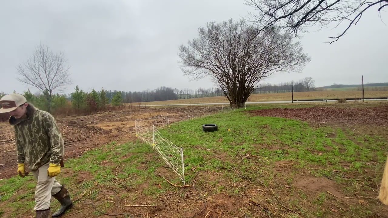 Moving the pigs #American Guinea hogs #pig #outdoors