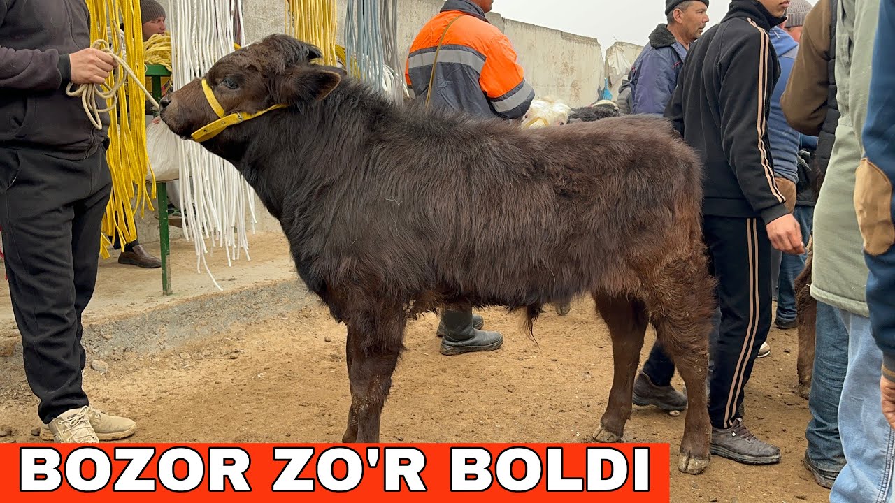 Sotadigonmas Oladigon Narxlar Boldi Bugun 😳Shoxidon Yosh Va Boqma Buqa Narxlari#2026 #molbozor 