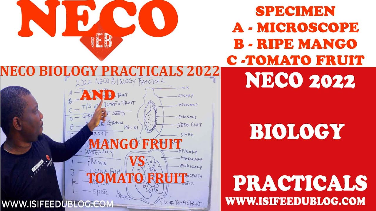 Neco biology practical 2022 | Specimen A, B, AND C | Mango fruit vs Tomato fruit | Microscope