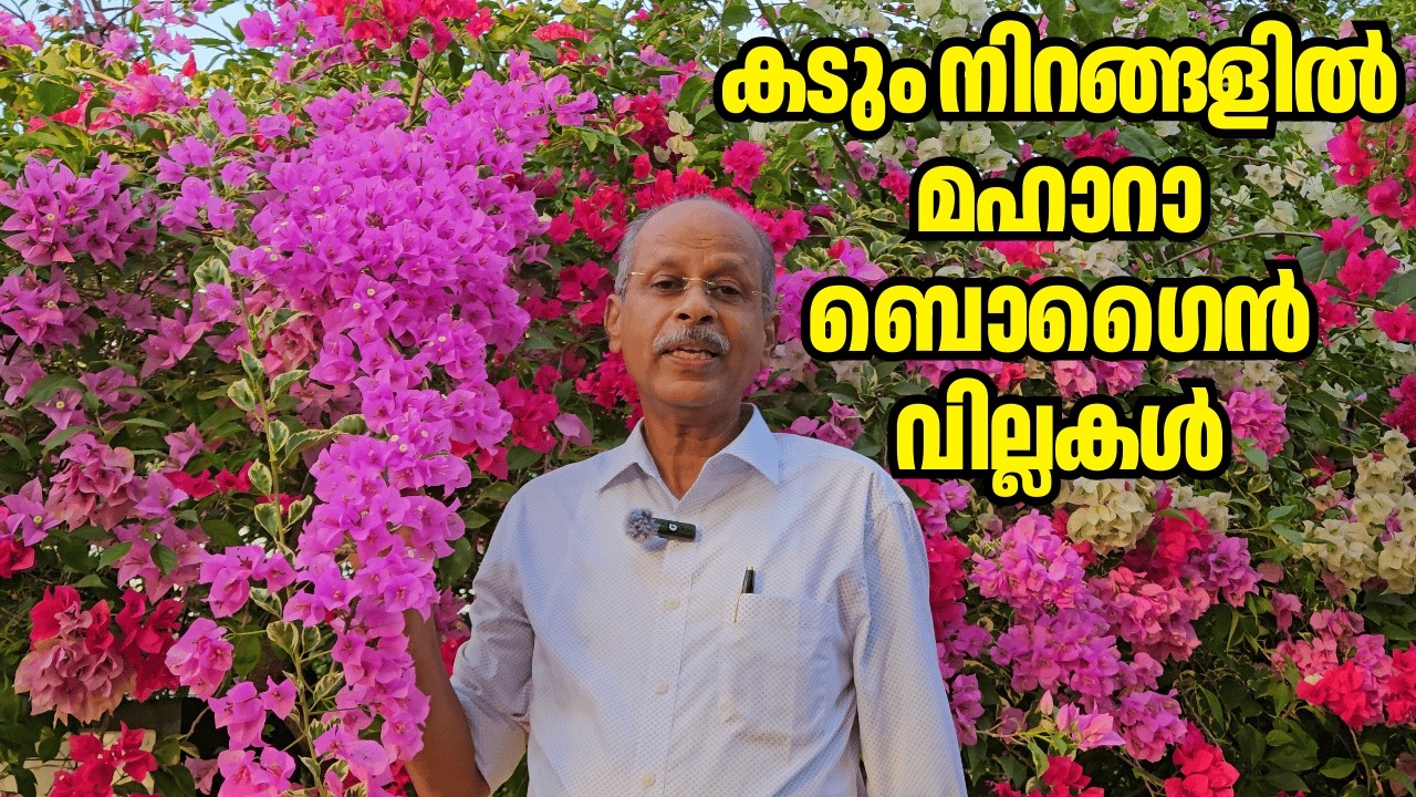 ഹൈബ്രിഡ് ബൊഗൈൻ വില്ലകൾ | Dr Johny Thomas | Mango Hives