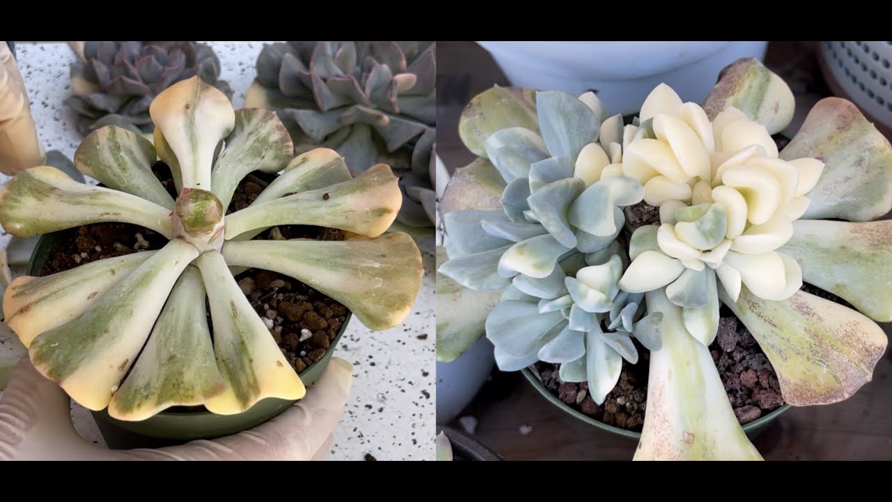 BEHEADING CUBIC FROST VARIEGATED | PROPAGATION SUCCULENT | NHÂN GIỐNG SEN CÚC VAR | 다육식물 | 多肉植物