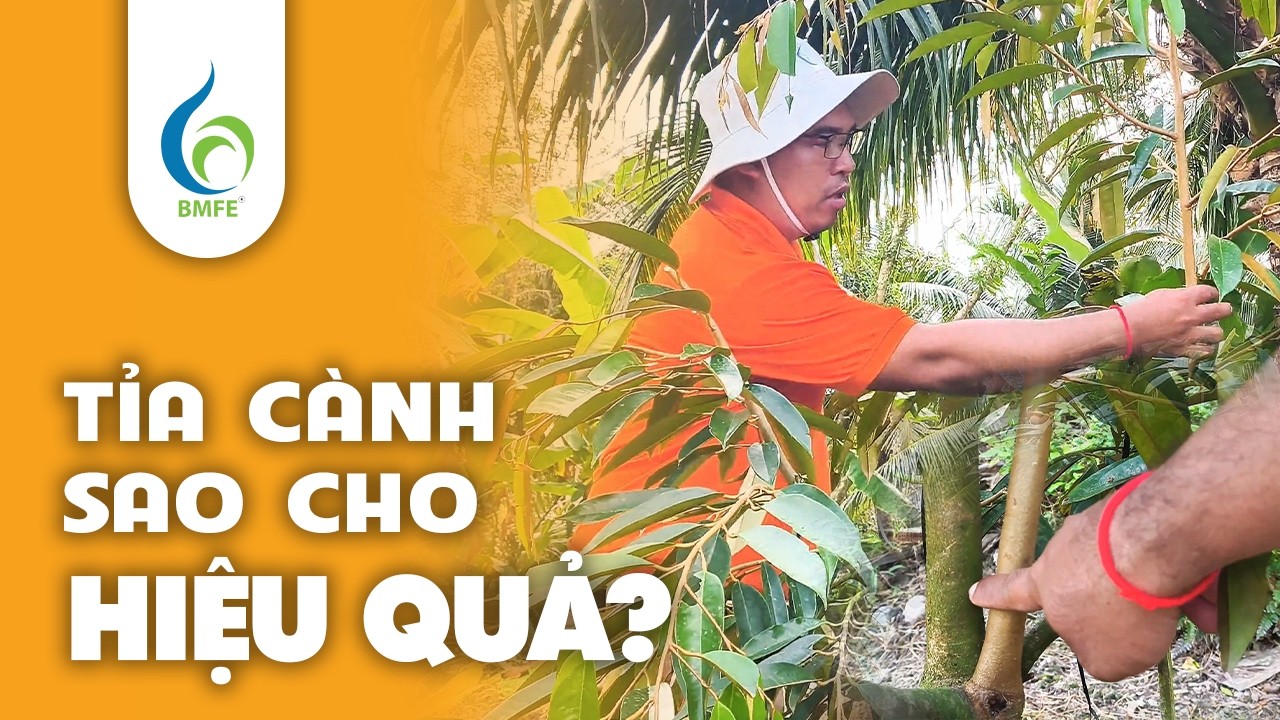 🌿 TỈA CÀNH SẦU RIÊNG ĐÚNG CÁCH – BÍ QUYẾT GIÚP CÂY KHỎE, ĐẬU TRÁI NHIỀU!