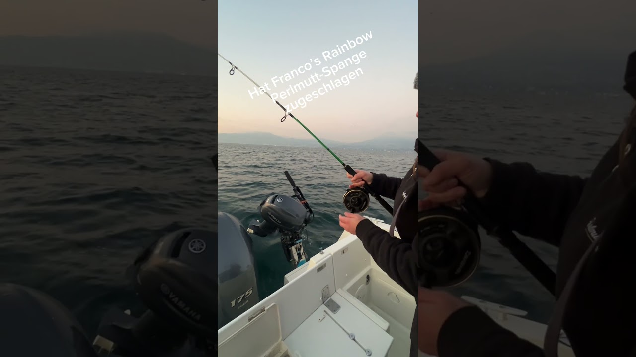 Seeforellen schleppen