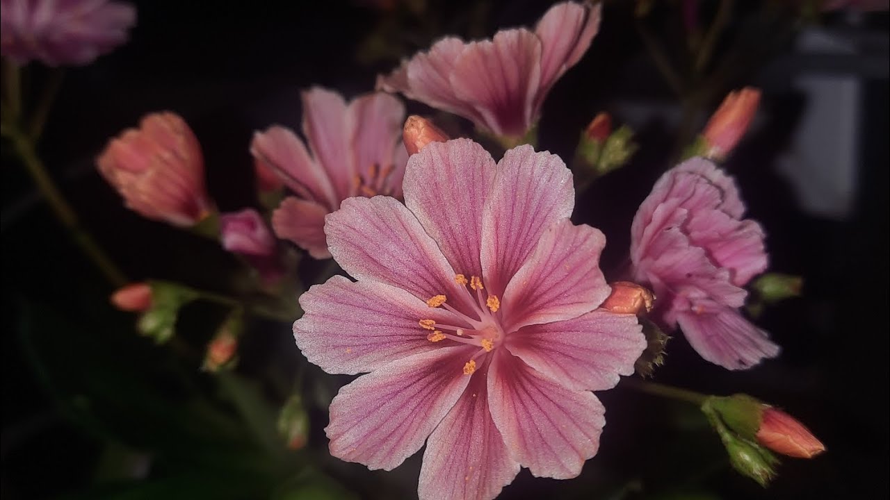 How to grow Lewisia / Bitterroot (Lewisia cotyledon)