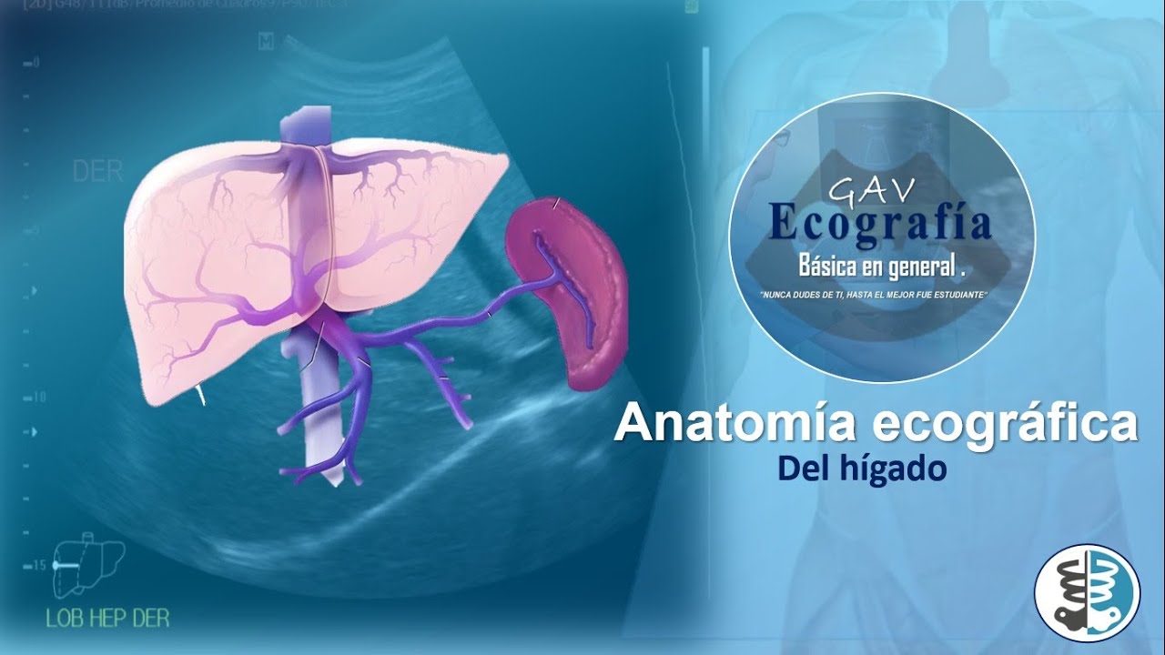 ANATOMIA ECOGRAFICA DEL HIGADO
