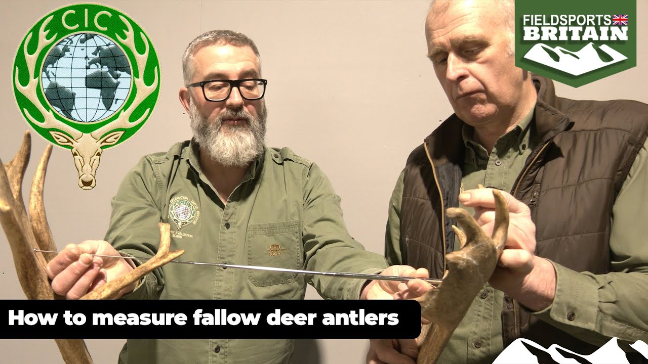 How to measure fallow deer antlers &ndash; CIC trophy measuring explained