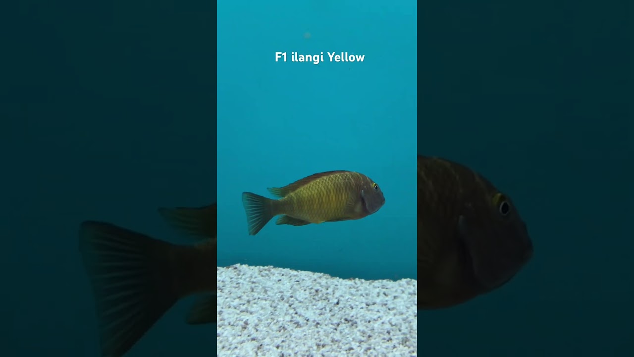 Tropheus F1 İlangi Yellow