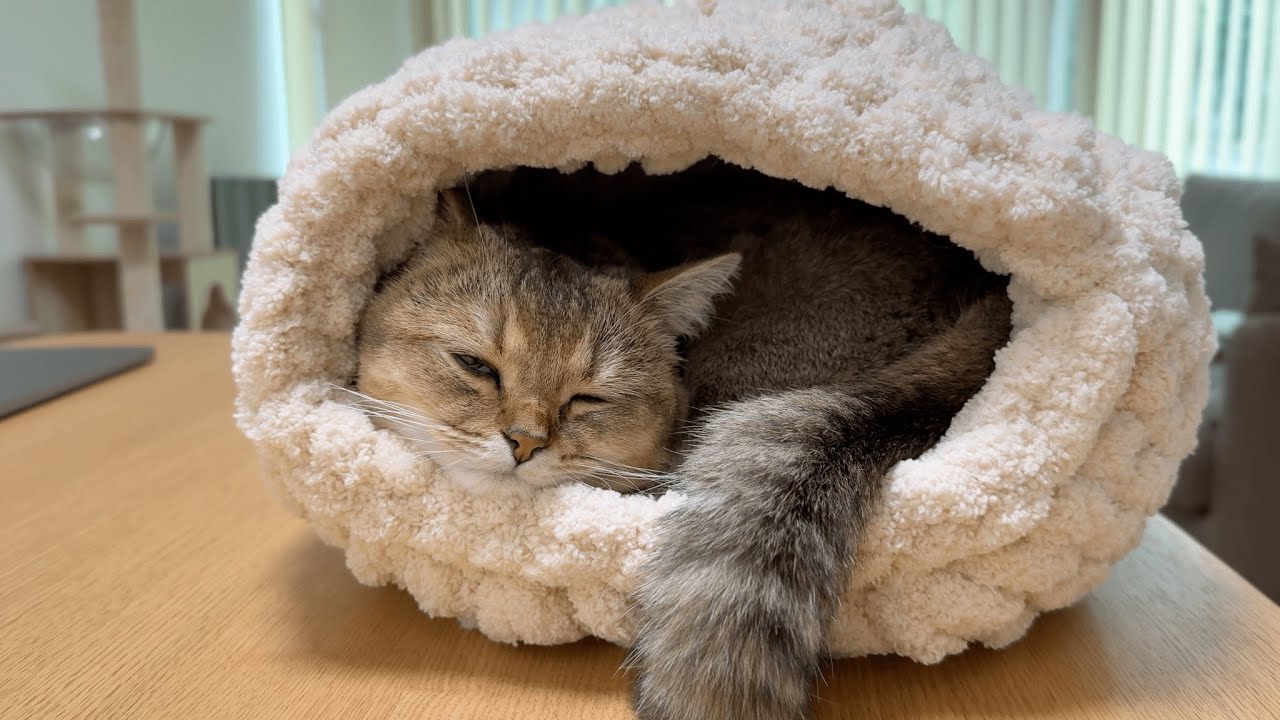 もこもこの毛糸でマロンハウスを作ってみた！！🧶小さめサイズがピッタリでお気に入りが増えた短足マンチカンの子猫🐈