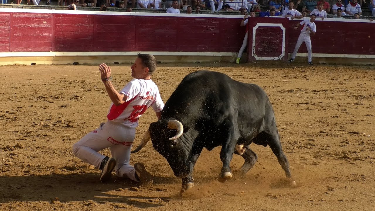 RECORTADORES CON TOROS TAFALLA 2024 - FRANCISCO GALACHE