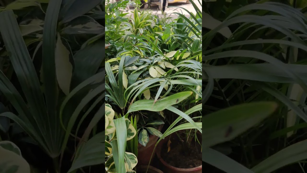 plants #greenary