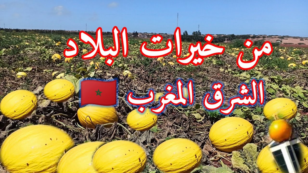 كافيمور بركان خيرات بلادي المغرب 🇲🇦 بطيخ الاصفر | زراعة البطيخ