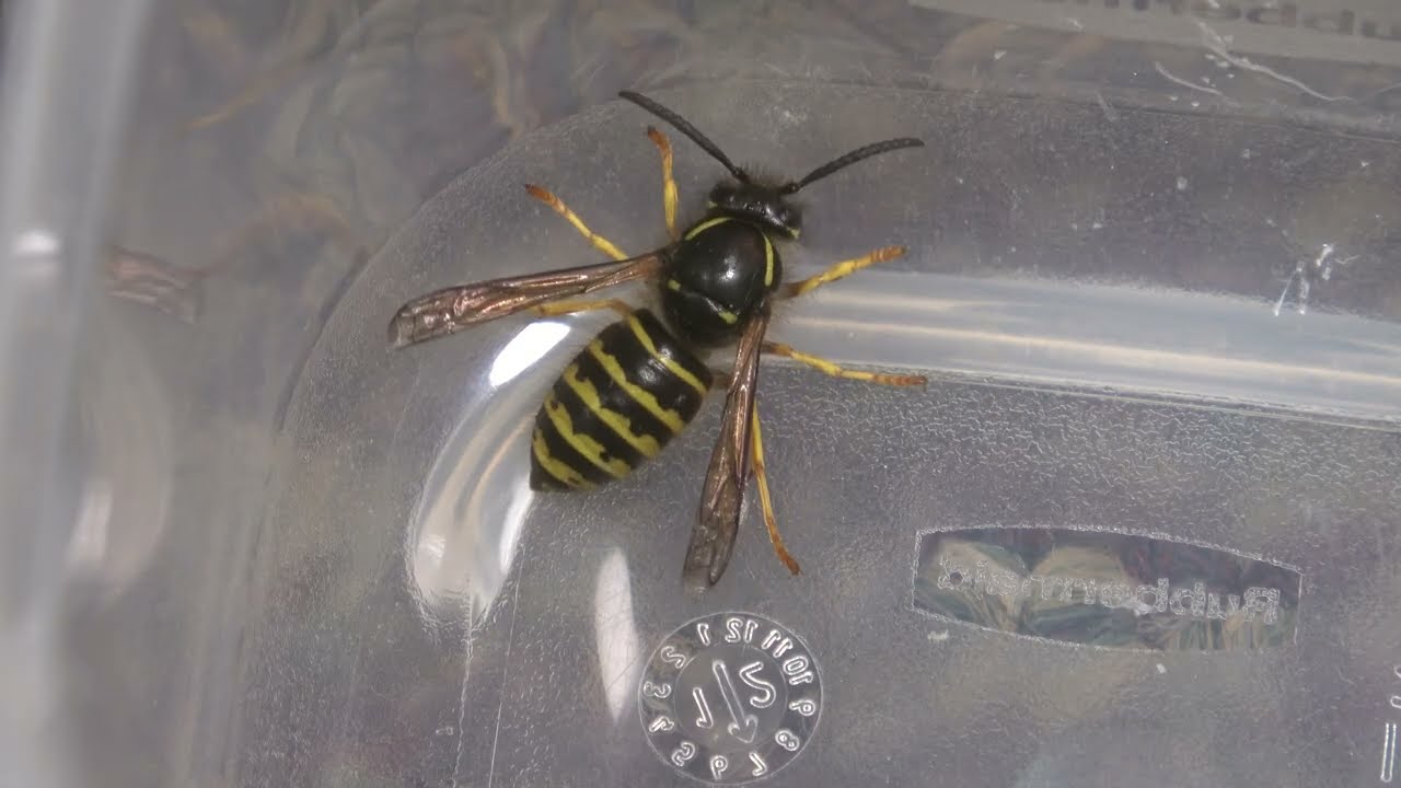 Two Captive Dolichovespula alpicola Workers