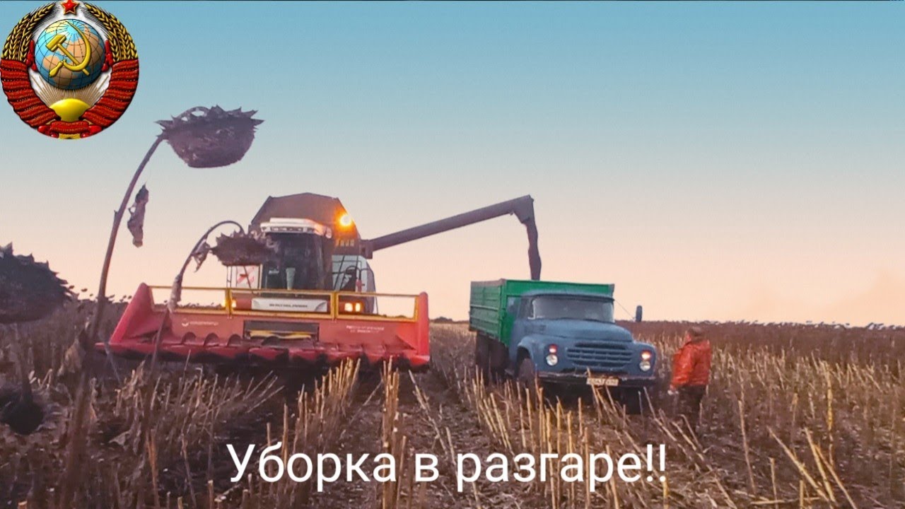 ✅🛑Уборка в разгаре. Подсолнечник в действии, 4 комбаина, Акрос 595 ➕(2021)💯 ✅