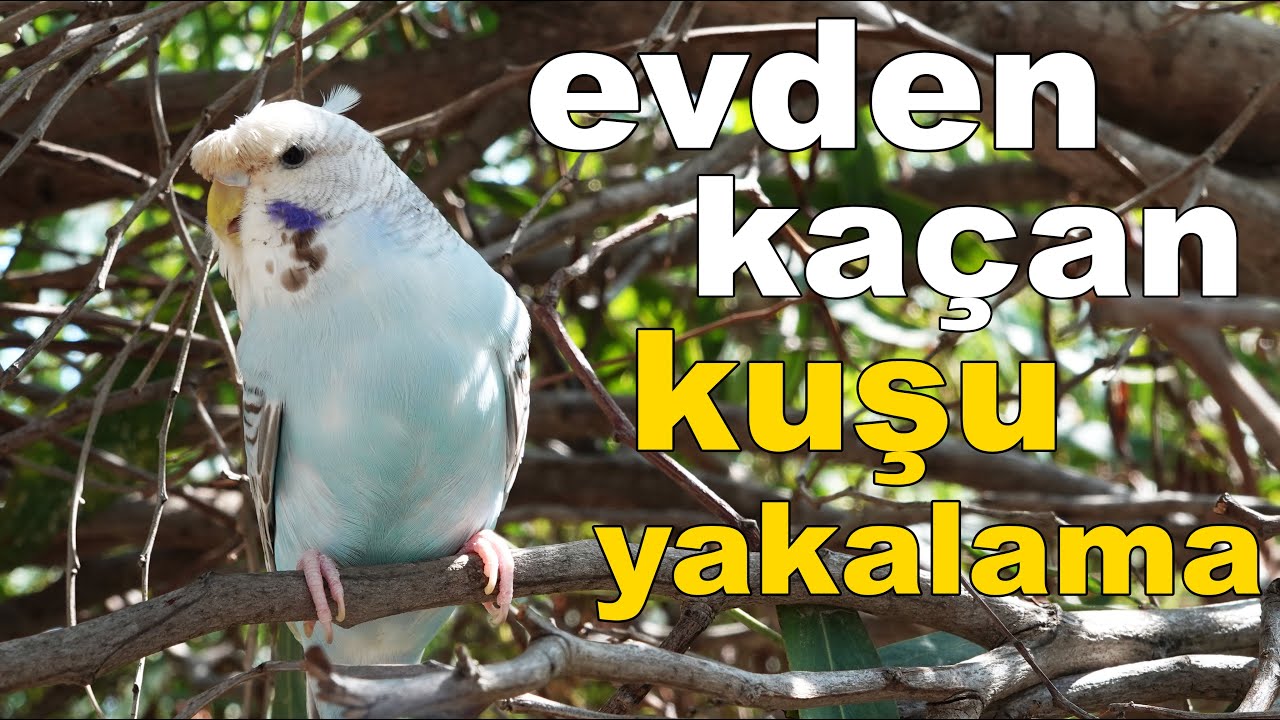 Evden Kaçan Kuşu 7 Aşamada Yakalamak
