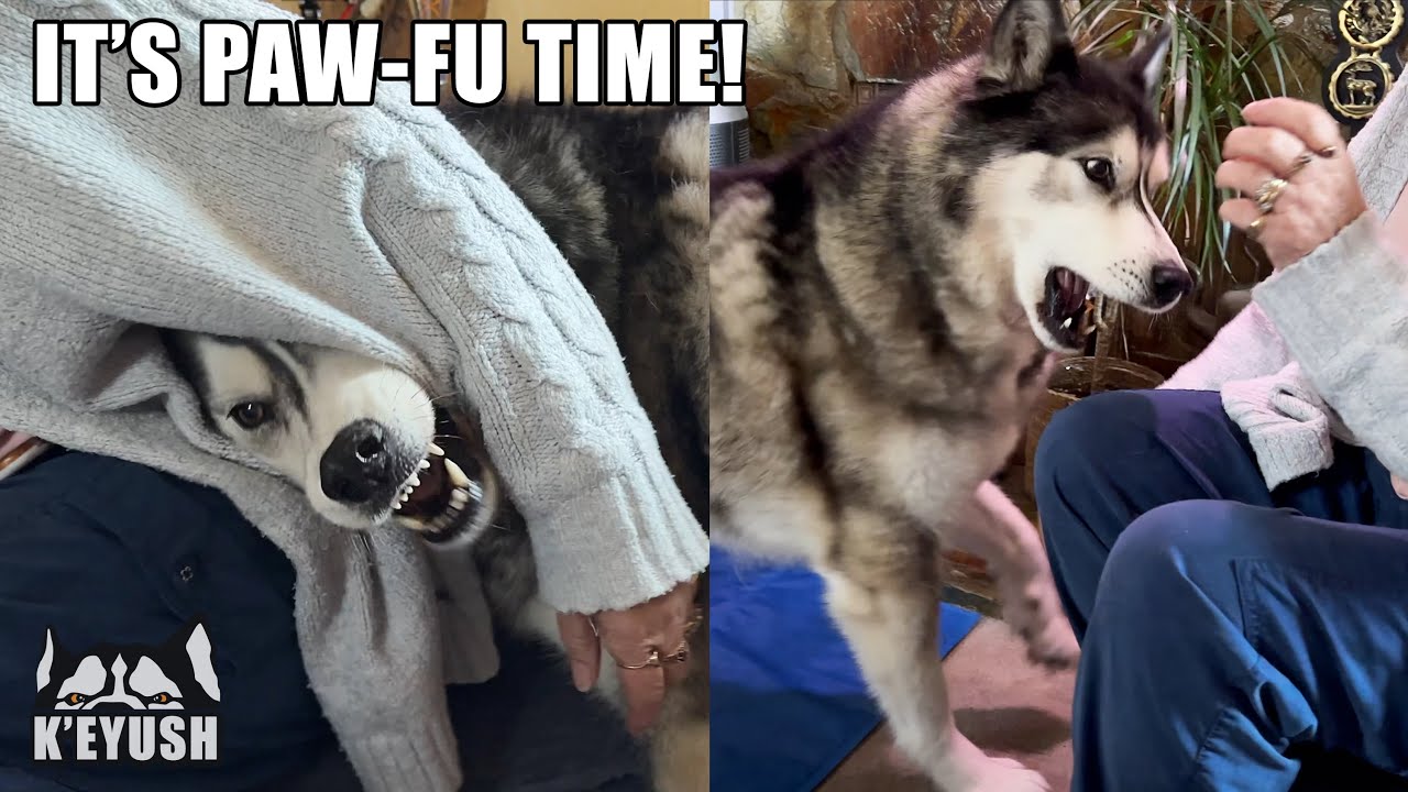 Husky Makes His Nan REGRET Taking His Seat!