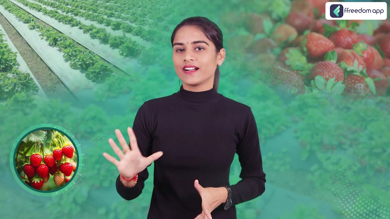 Strawberry Farming Tips in Telugu | Strawberry Cultivation in Telugu | Telugu Farming Ideas