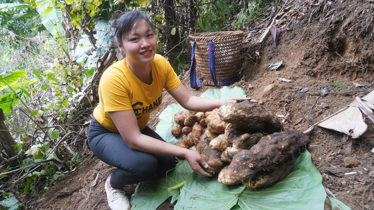 Digging Underground Wild Tuber Goes To The Village Sell -  Feed the dogs, chickens, ducks and fish
