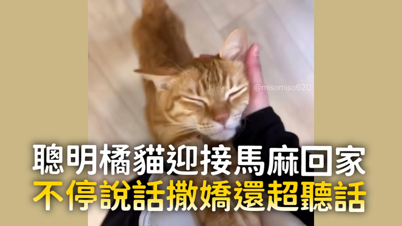 聰明橘貓迎接馬麻回家　不停說話撒嬌還超聽話