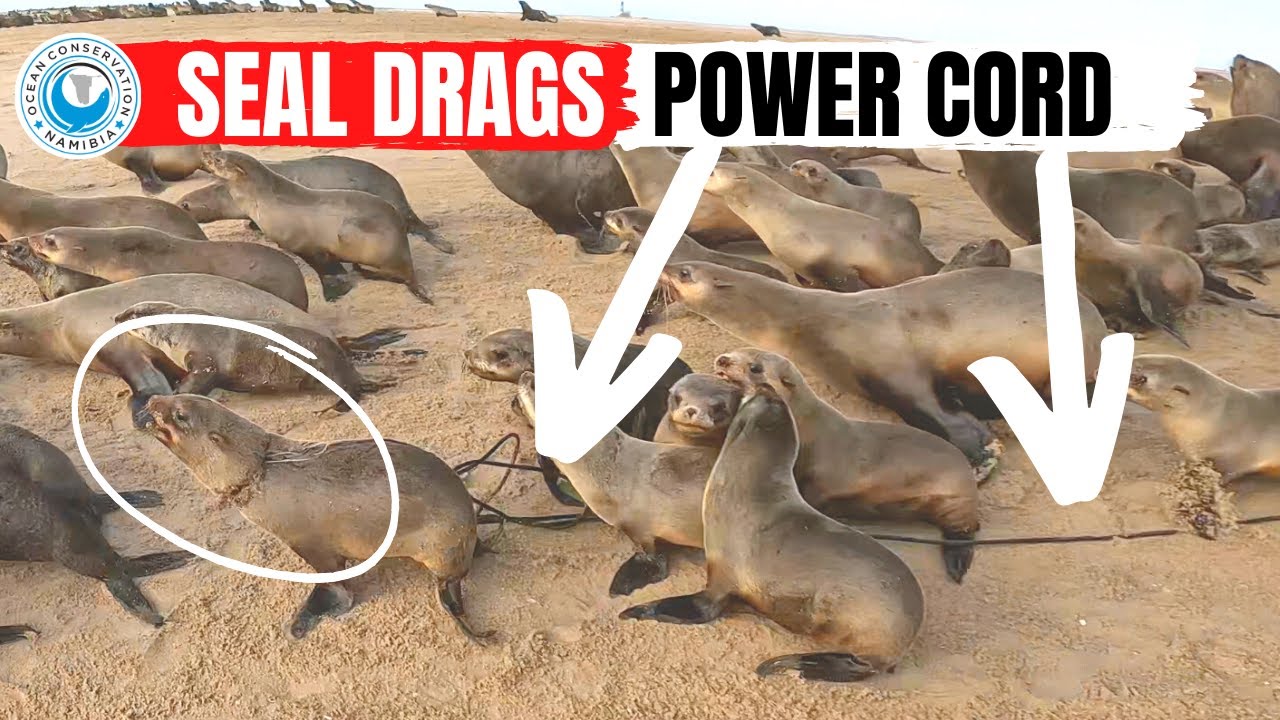 Seal Drags Power Cord