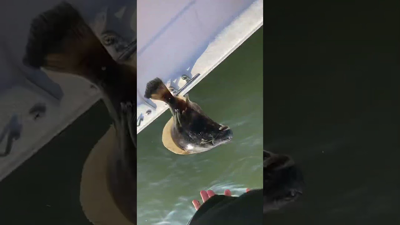 They&rsquo;re catching flounder in Lewes and Rehoboth Canal, quick fishing report. #shorts #lewes #shorts