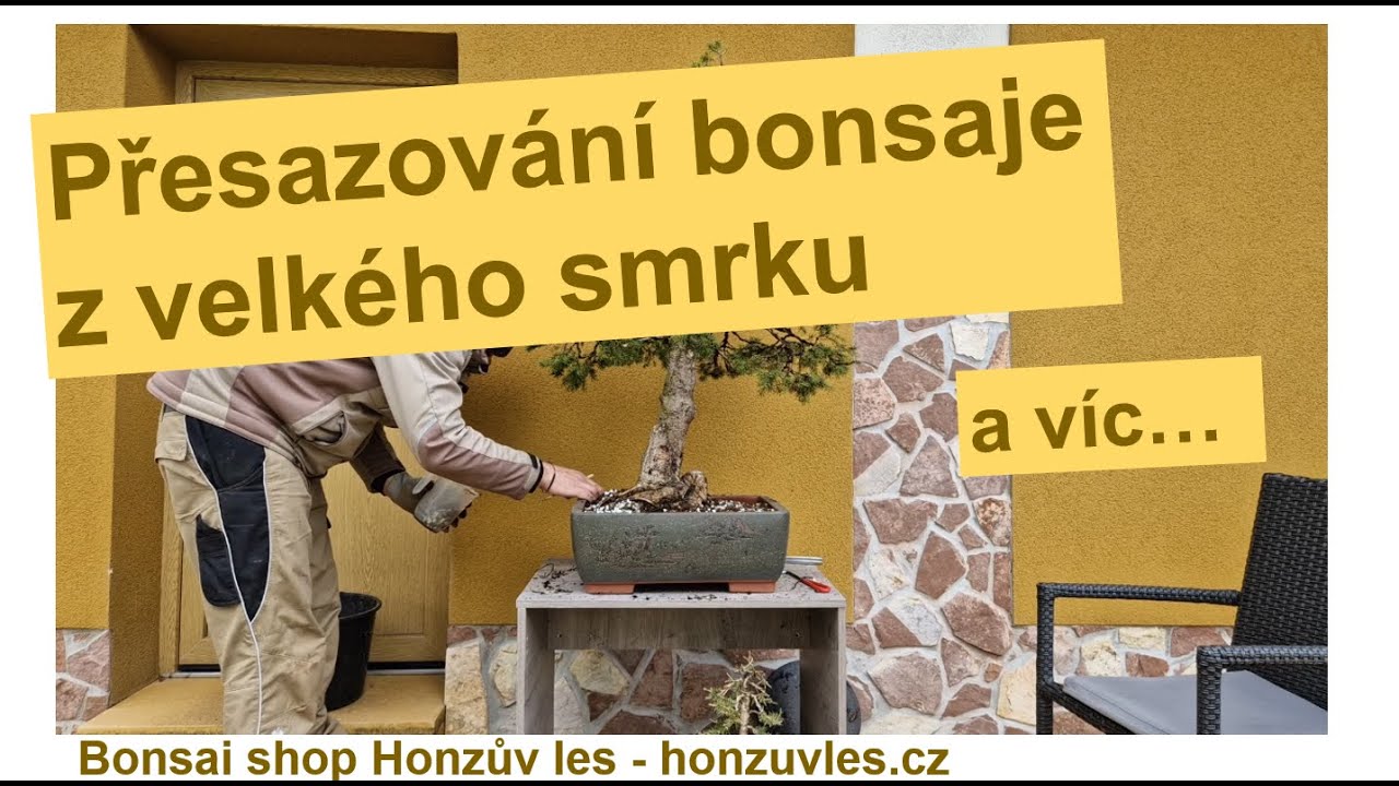 Přesazování bonsaje z velkého smrku a víc