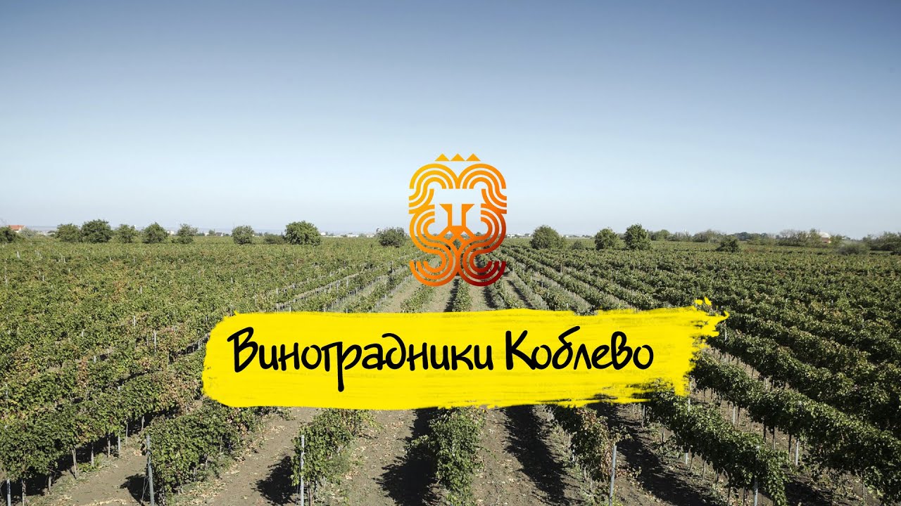 ✔️Коблево Видео: Виноградники Винзавода Koblevo. Удивительные места Украины. Виртуальная экскурсия