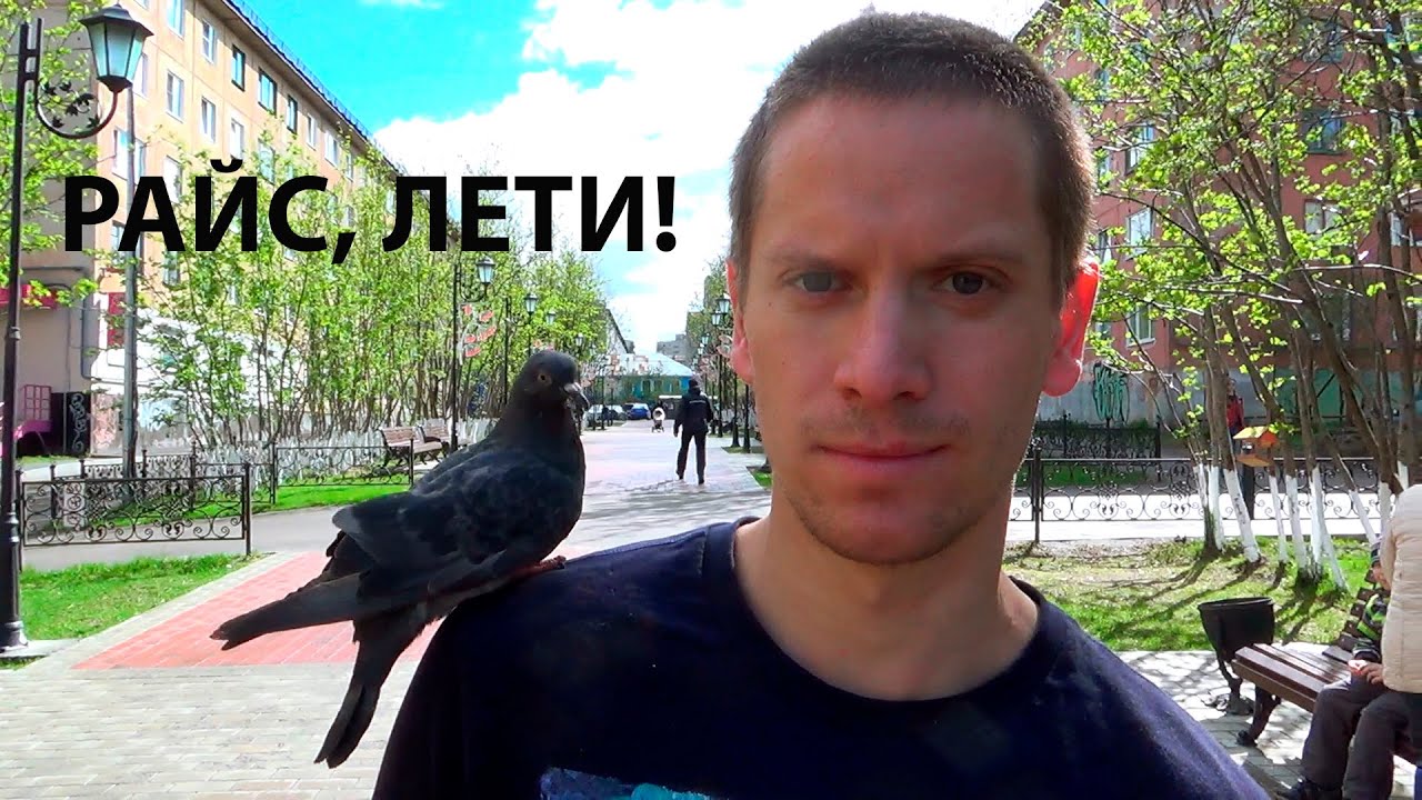 Райс, лети! (выпуск голубя на волю)