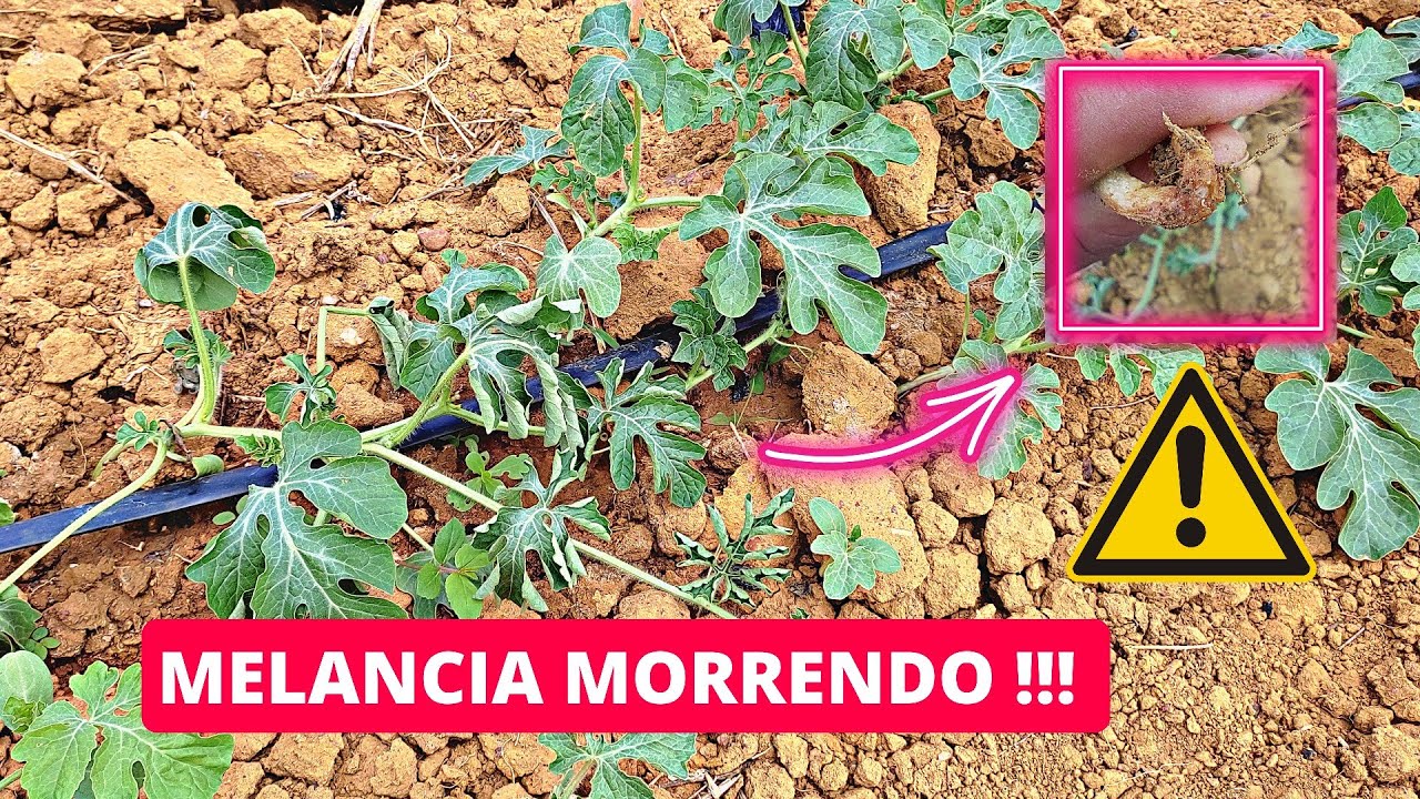 MOTIVO DA MELANCIA TÁ MORRENDO - USE ISSO PRA EVITAR !!!