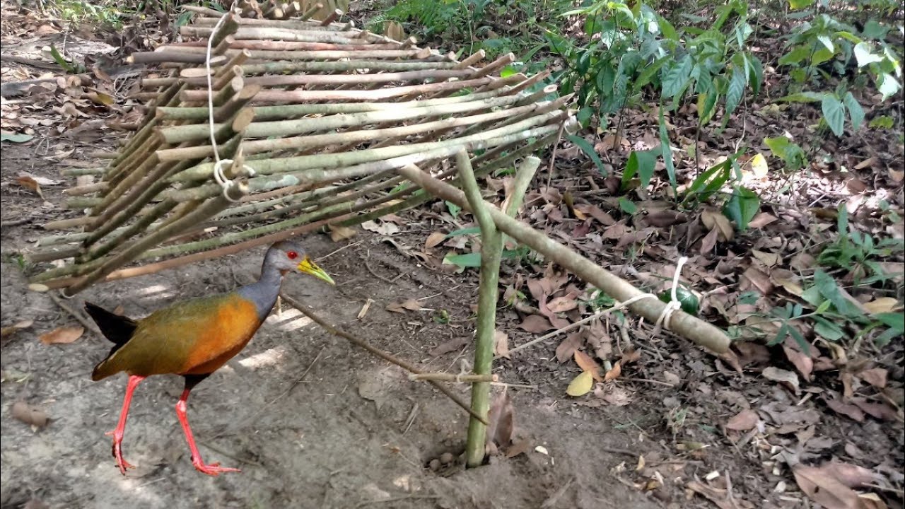 Pegando Sericoia, Saracura na armadilha