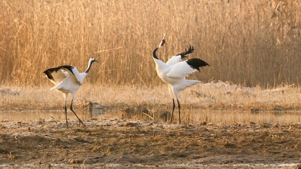 Yancheng series | Episode 9: Dancing Crane in the Wind